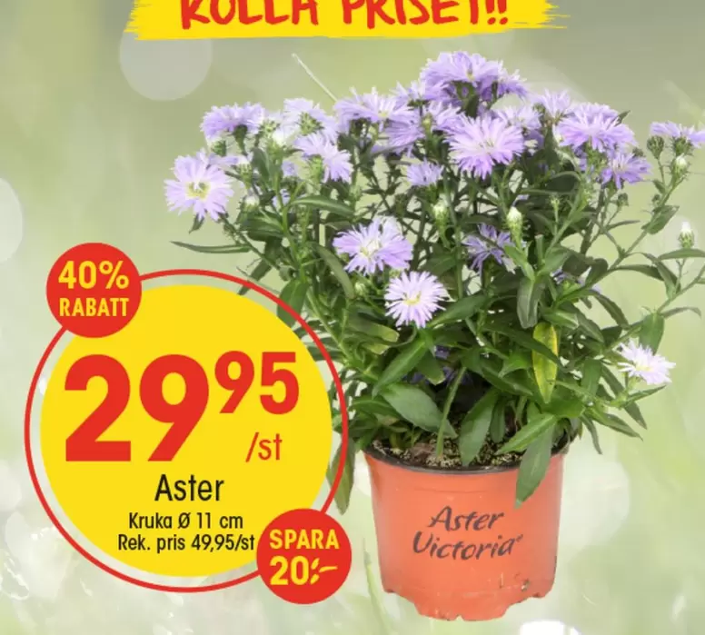 Aster