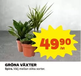 GRÖNA VÄXTER