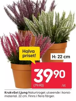 Krukväxt Ljung