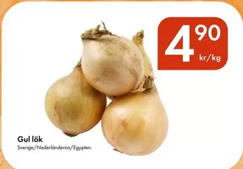 Gul lök