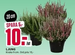 LJUNG