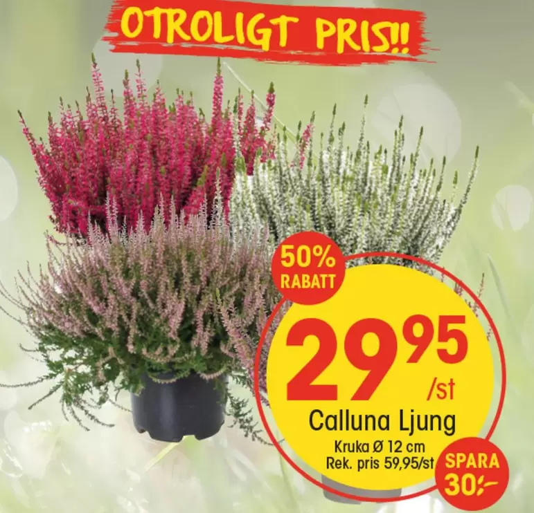 Calluna Ljung