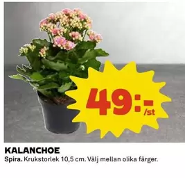 KALANCHOE