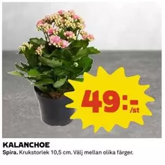 KALANCHOE