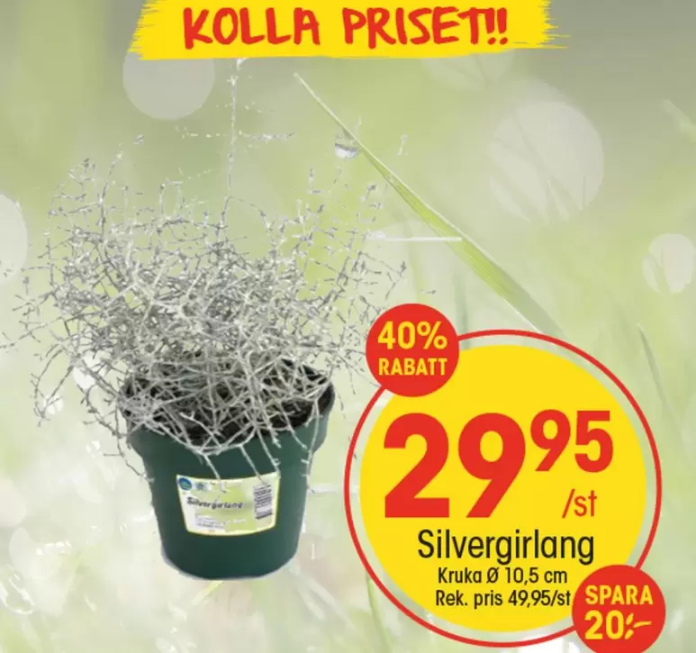 Silvergirlang