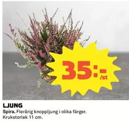 LJUNG