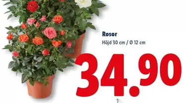 Rosor