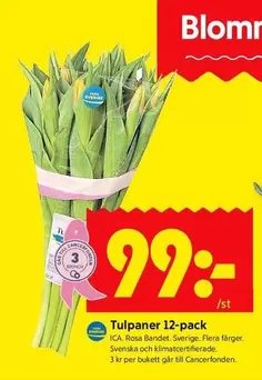 Tulpaner 12-pack