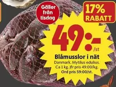 Blåmusslor i nät