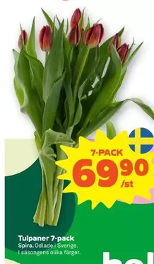 Tulpaner 7-pack
