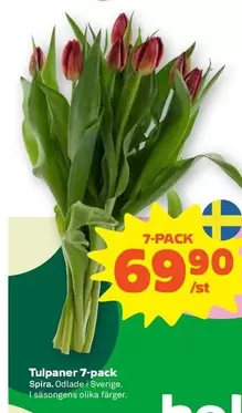 Tulpaner 7-pack