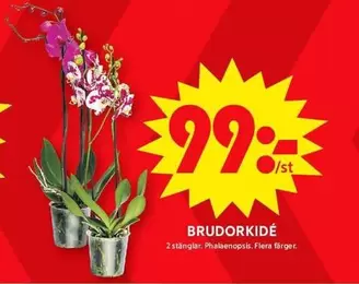 BRUDORKIDÉ