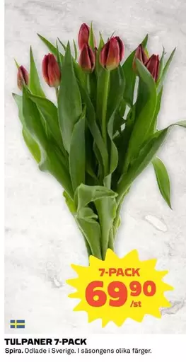 TULPANER 7-PACK