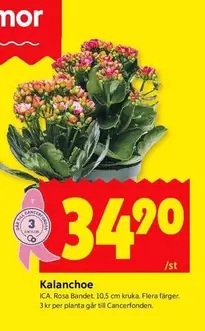 Kalanchoe