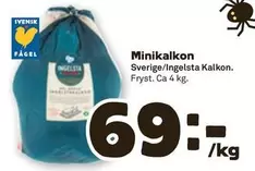 Ingelsta kalkon - Minikalkon