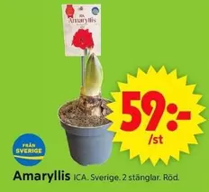 Amaryllis