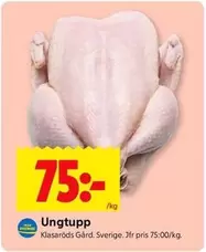 Ungtupp