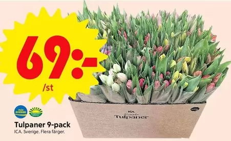 Tulpaner 9-pack