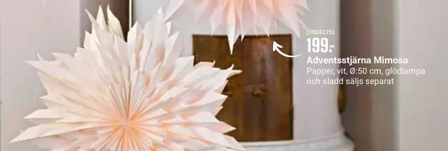 Adventstjärna Mimosa