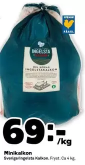 Ingelsta kalkon - Minikalkon