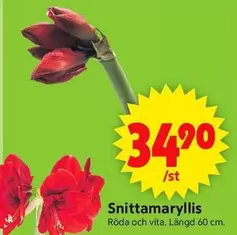 Snittamaryllis
