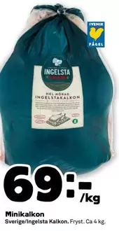 Ingelsta kalkon - Minikalkon