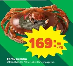 Ullmo - Färsk krabba