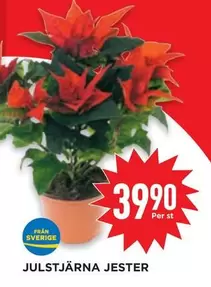 JULSTJÄRNA JESTER