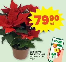 Coop - Julstjärna