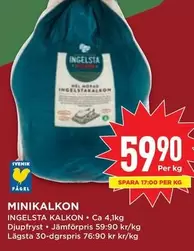 Ingelsta kalkon - MINIKALKON