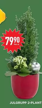 JULGRUPP 2-PLANT