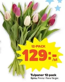 Tulpaner 12-pack