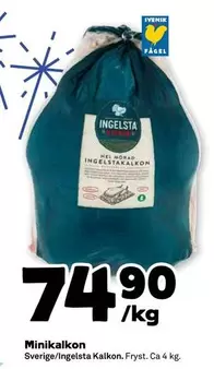 Ingelsta kalkon - Minikalkon