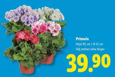 Primula