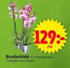 Brudorkidé