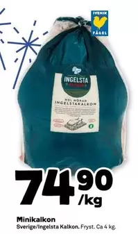 Ingelsta kalkon - Minikalkon