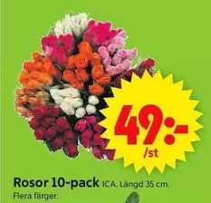 Rosor 10-pack