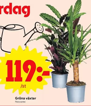 Gröna växter