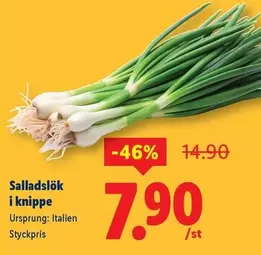 Salladslök i knippe