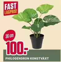 PHILODENDRON KONSTVÄXT