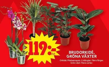 BRUDORKIDÉ, GRÖNA VÄXTER