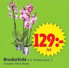 Brudorkidé
