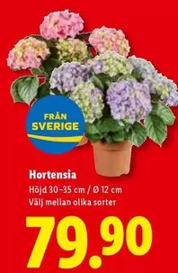 Hortensia