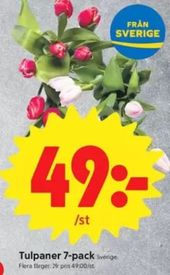 Tulpaner 7-pack