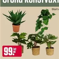 Gröna konservaxt