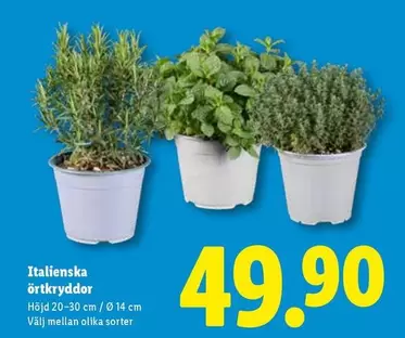 Italienska örtkryddor