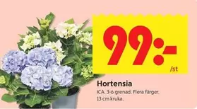 Hortensia