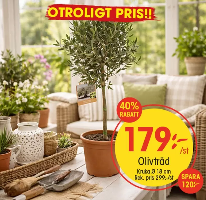 Olivträd