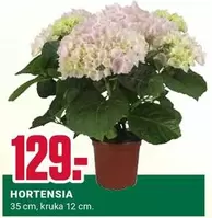 HORTENSIA