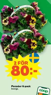 Coop - Penséer 6-pack